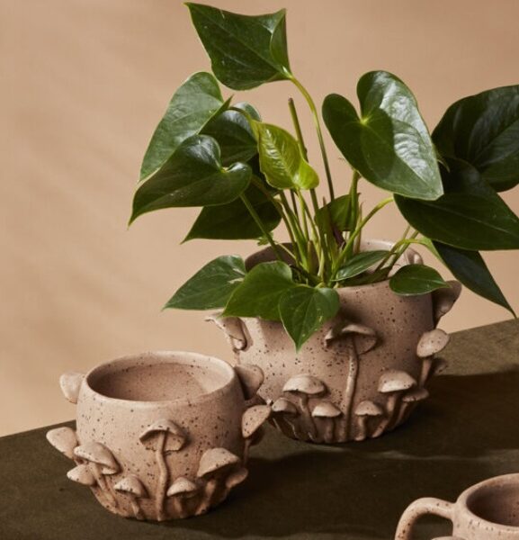 Mushroom Forest Collection